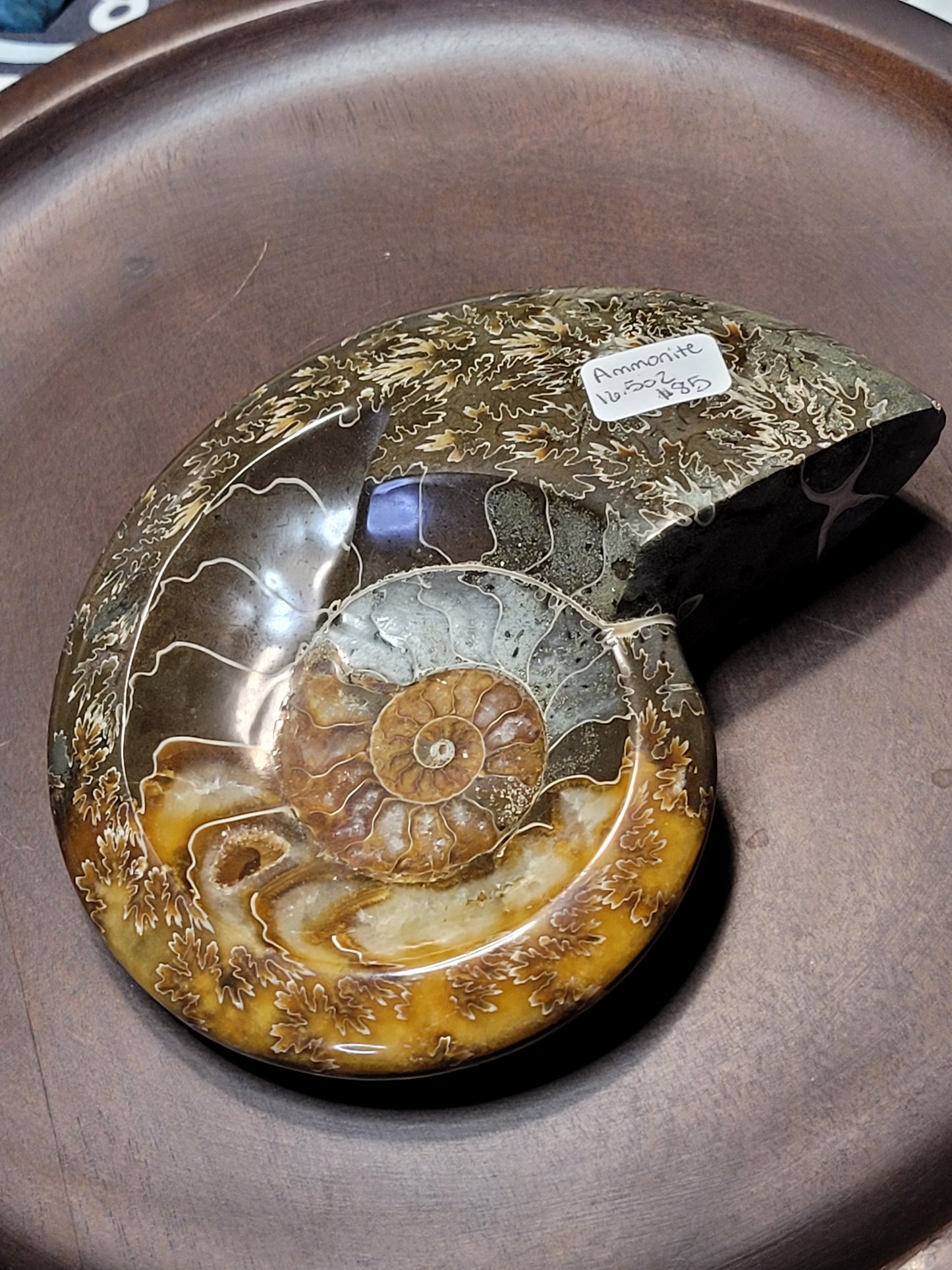 Ammonite Fossil Dish - Large