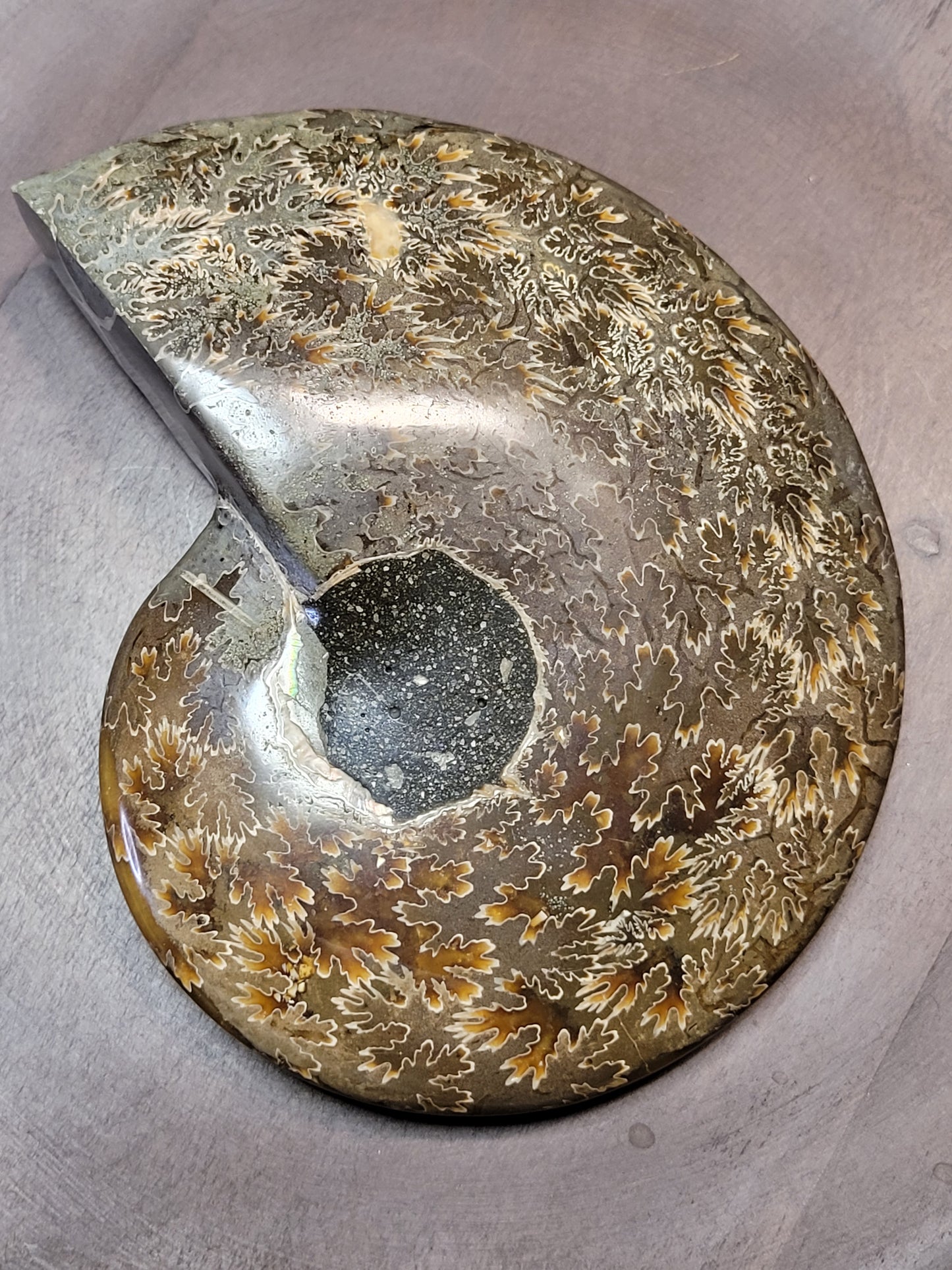 Ammonite Fossil Dish - Large