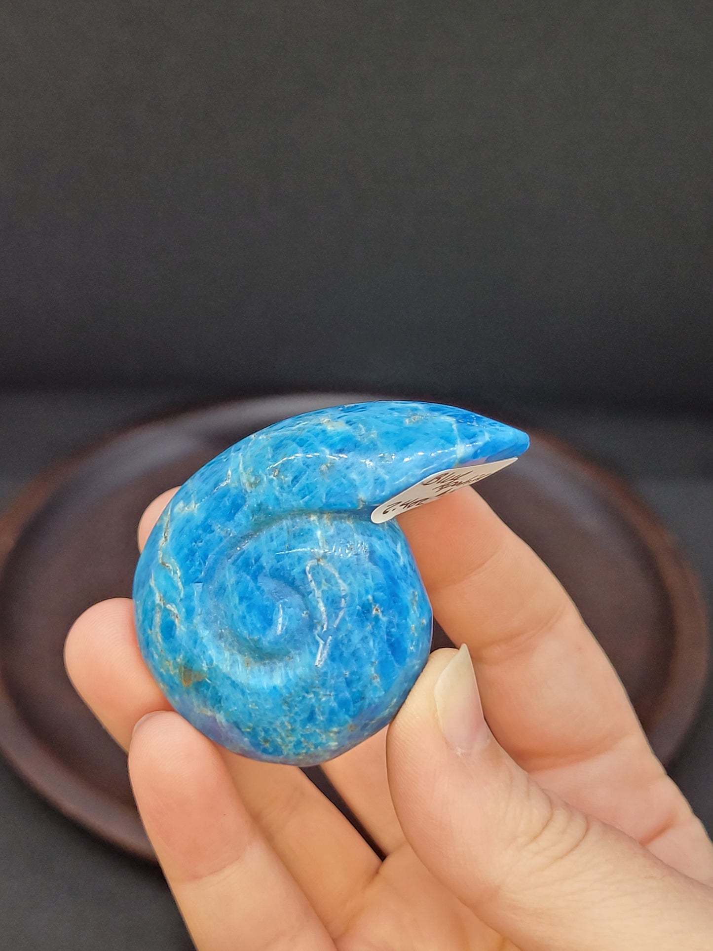 Blue Apatite Shell - Misfit