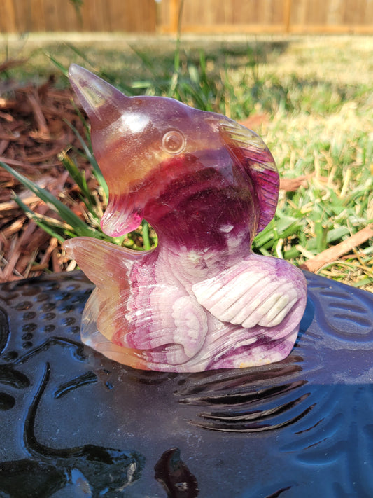 Large Candy Fluorite Dolphin Carvings