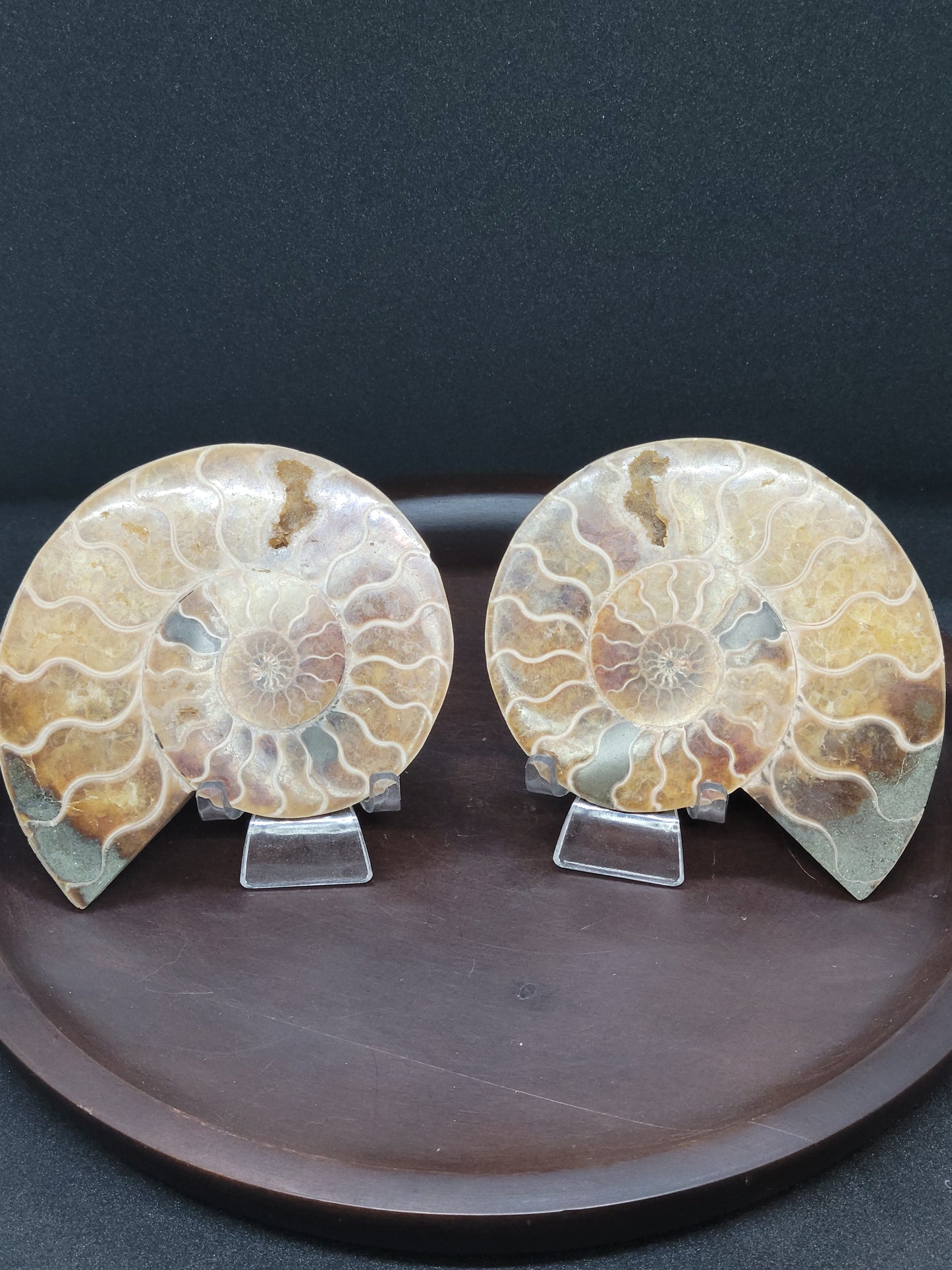 Ammonite Fossil Pair