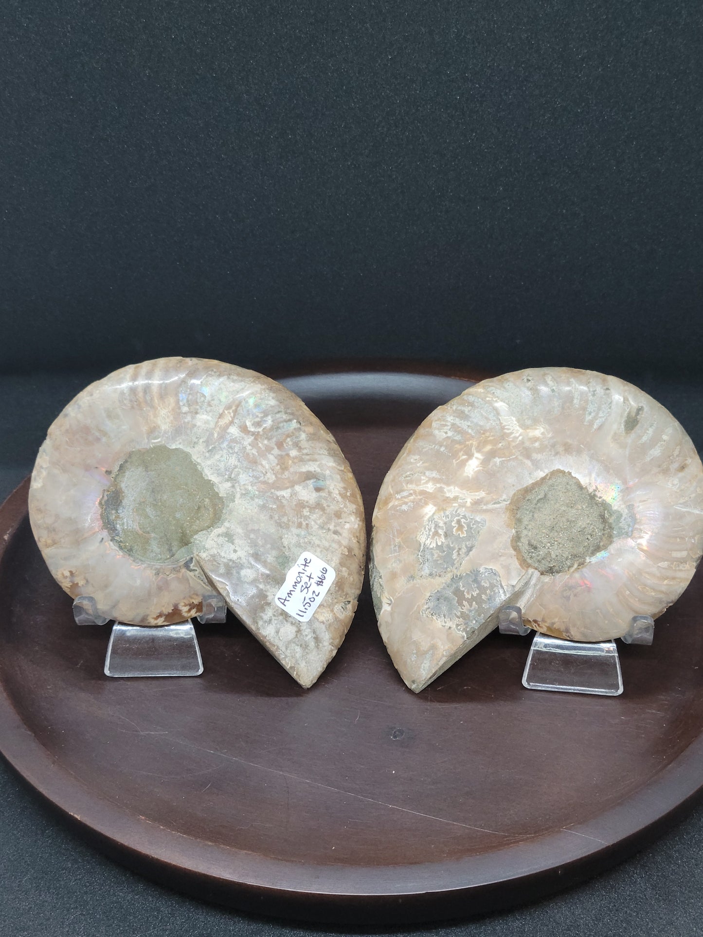 Ammonite Fossil Pair
