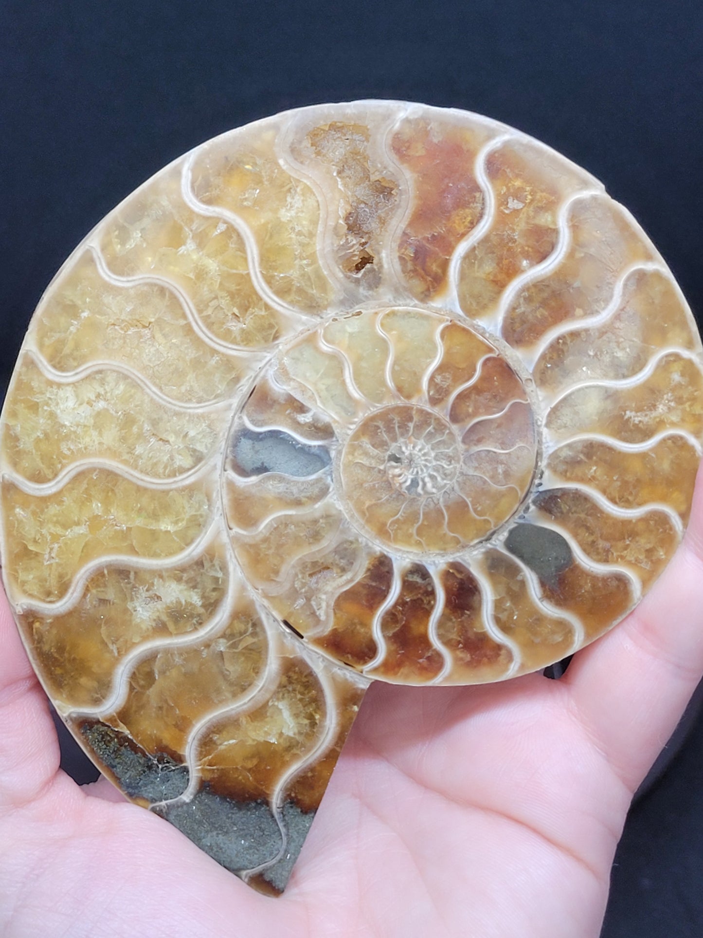 Ammonite Fossil Pair