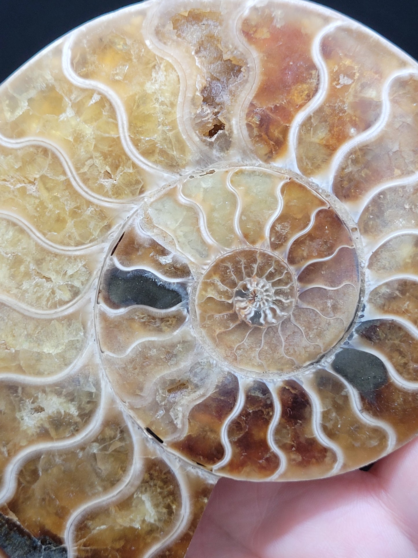 Ammonite Fossil Pair
