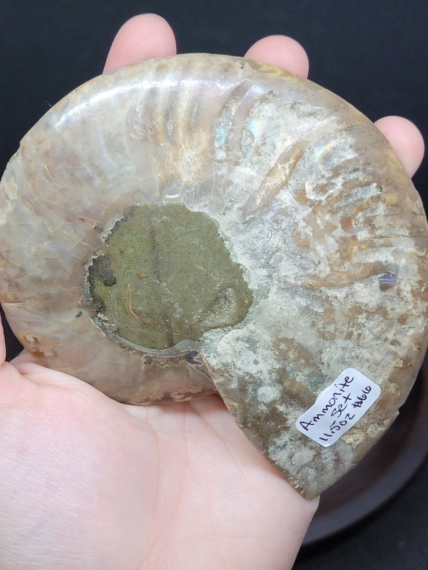 Ammonite Fossil Pair