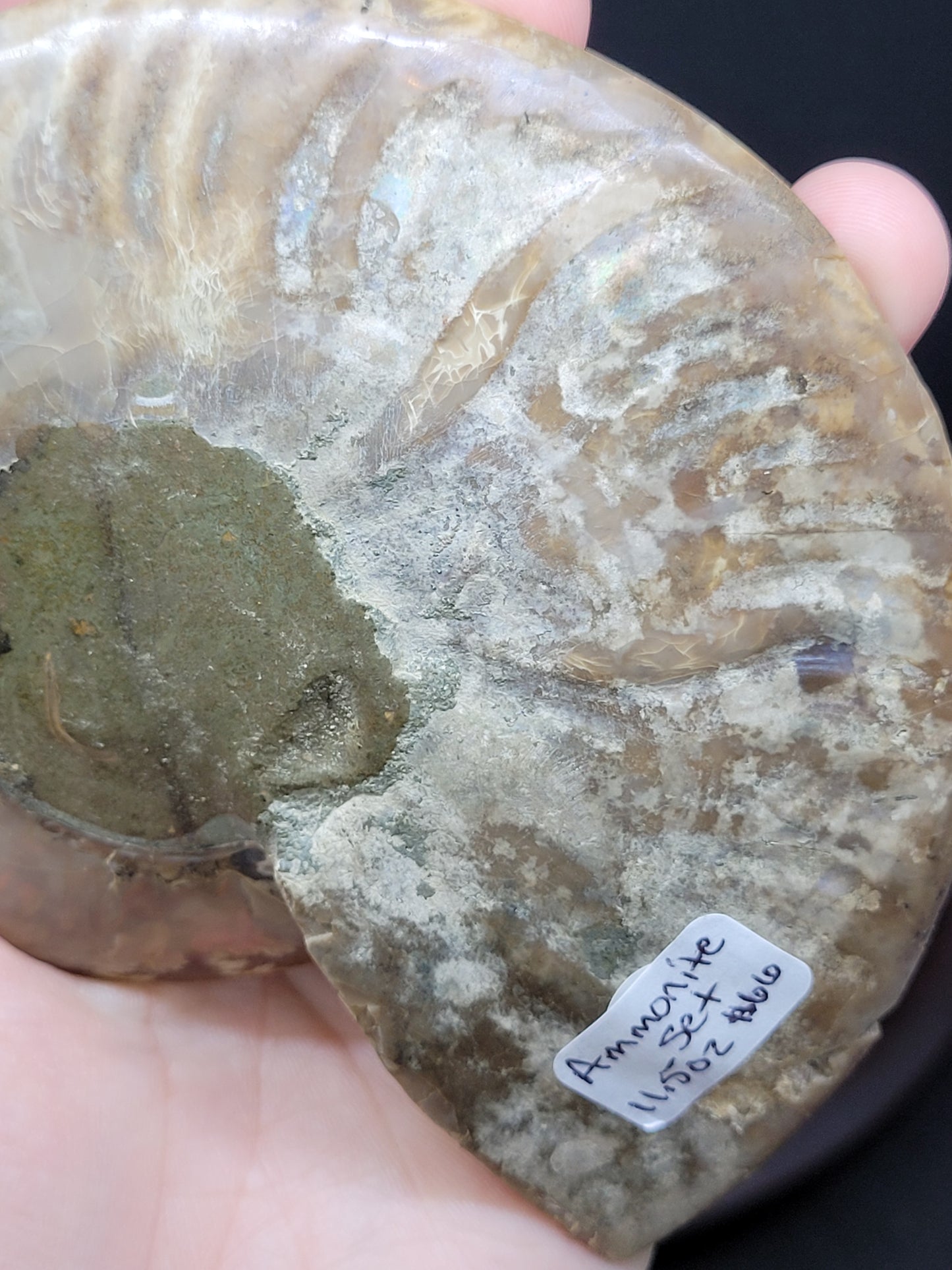 Ammonite Fossil Pair