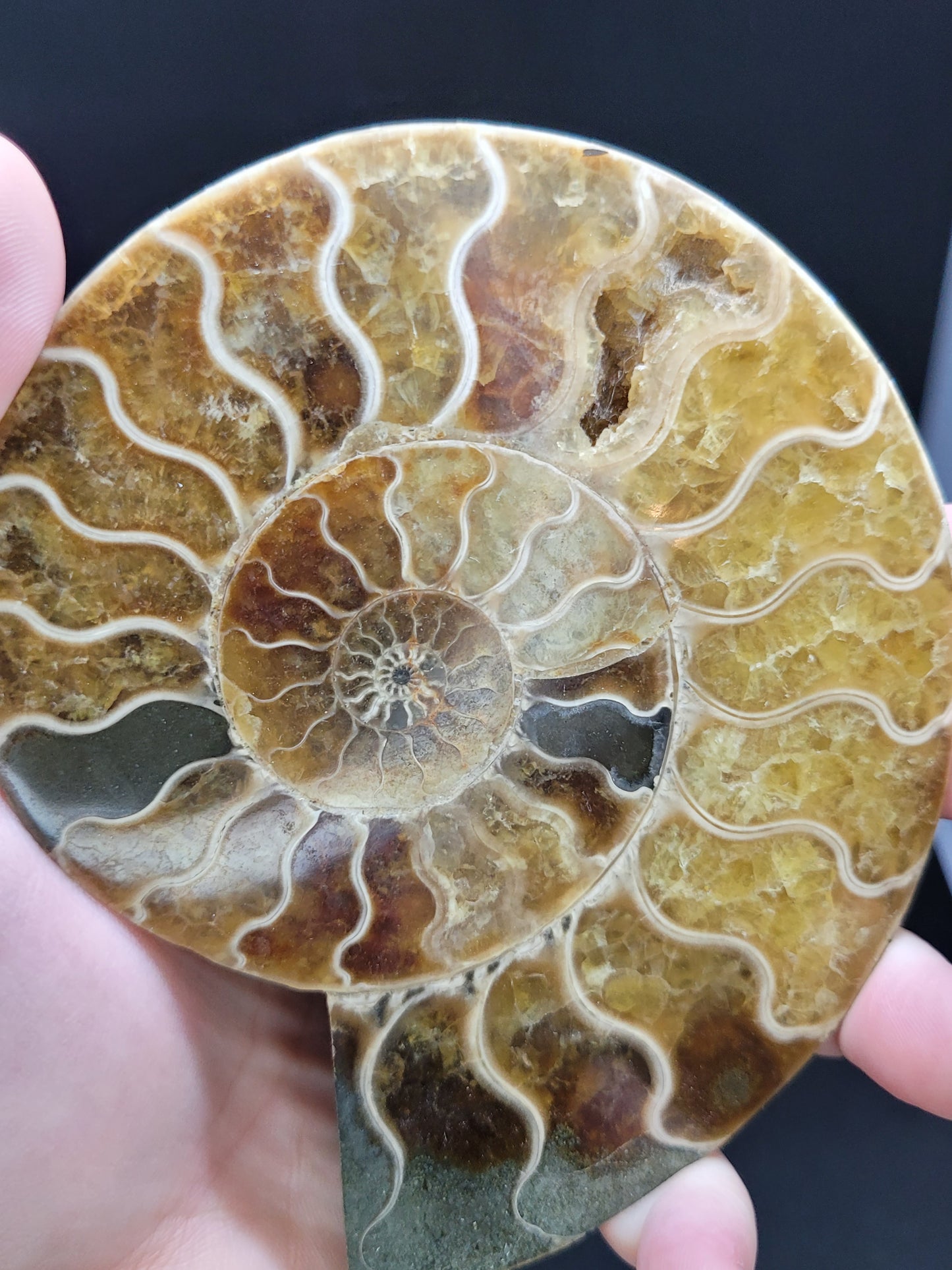 Ammonite Fossil Pair