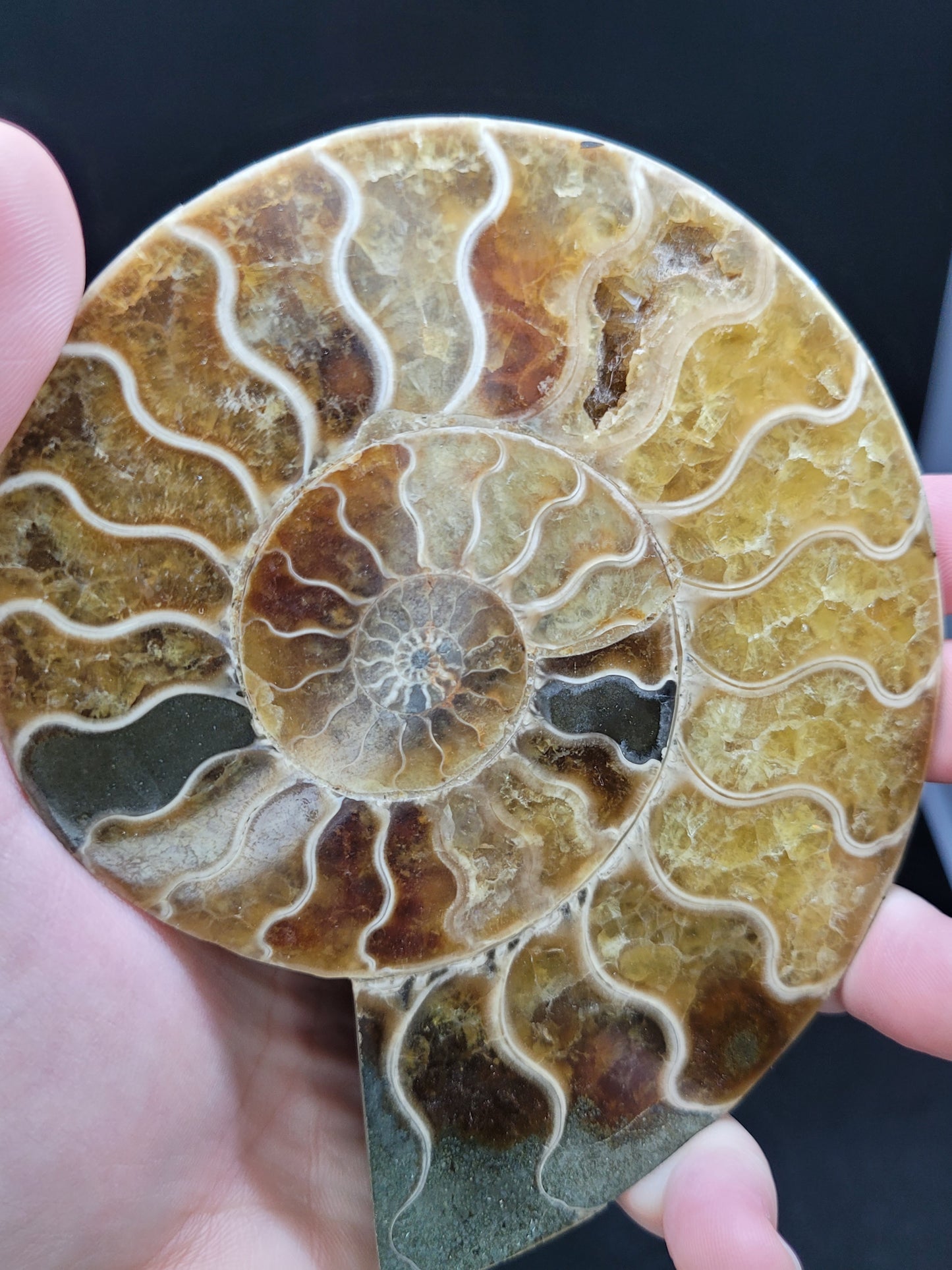 Ammonite Fossil Pair