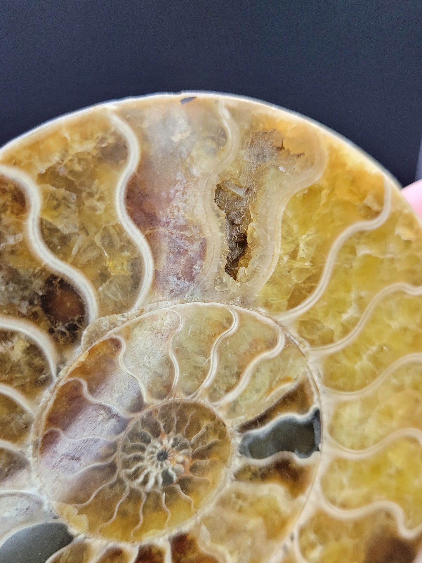 Ammonite Fossil Pair