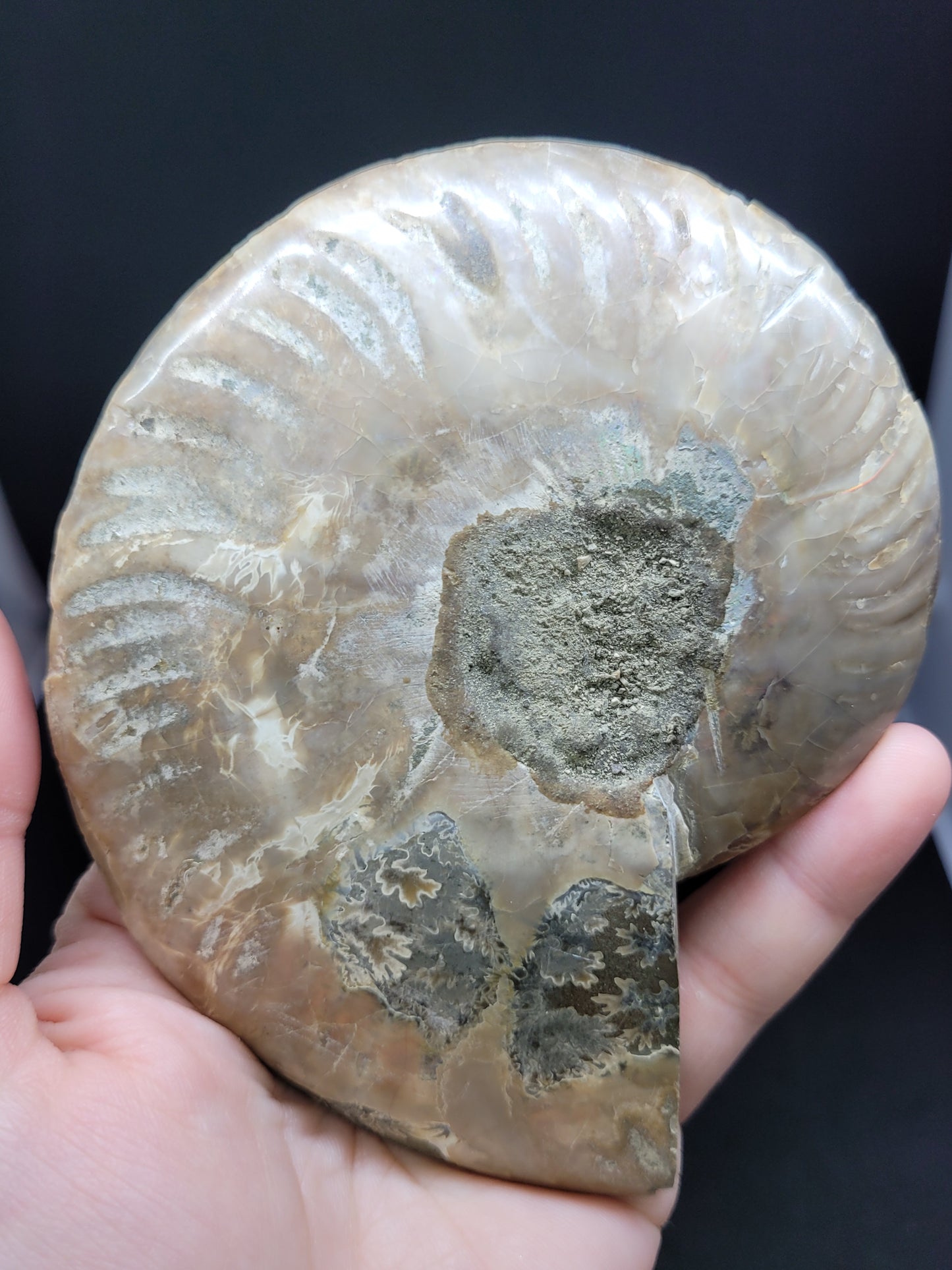 Ammonite Fossil Pair