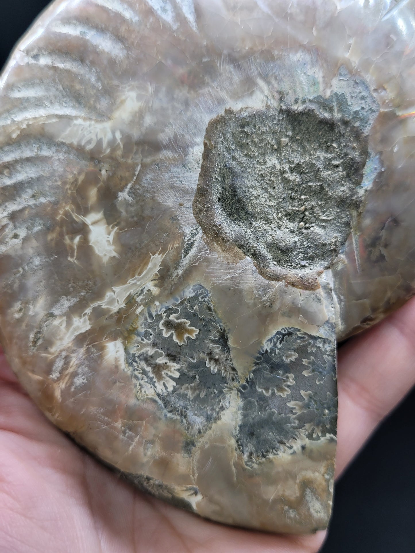 Ammonite Fossil Pair