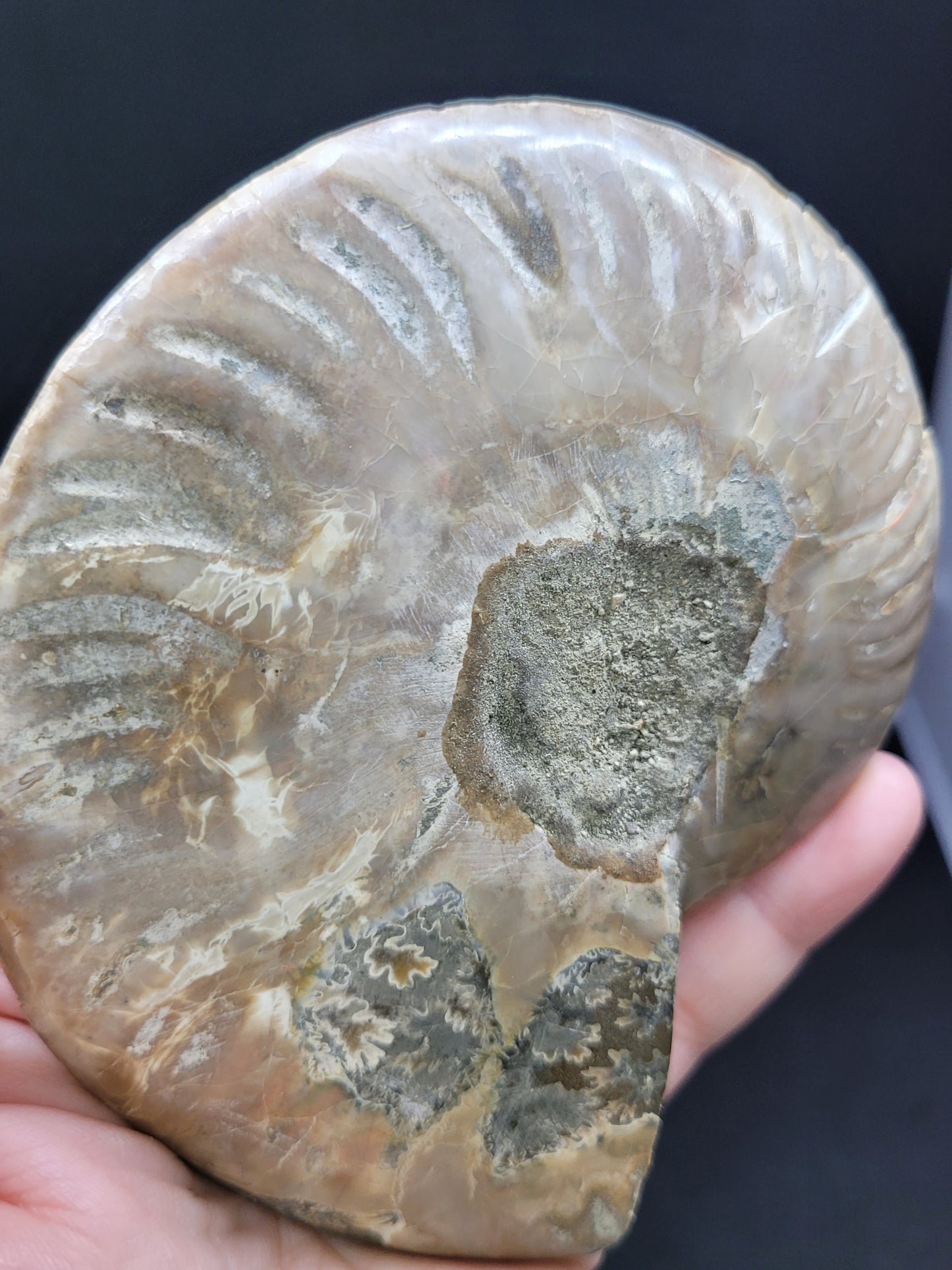 Ammonite Fossil Pair